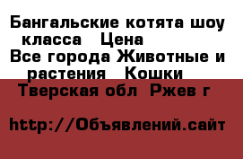 Бангальские котята шоу класса › Цена ­ 25 000 - Все города Животные и растения » Кошки   . Тверская обл.,Ржев г.